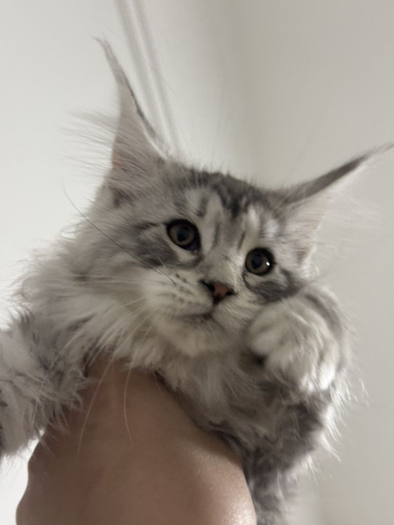 缅因猫