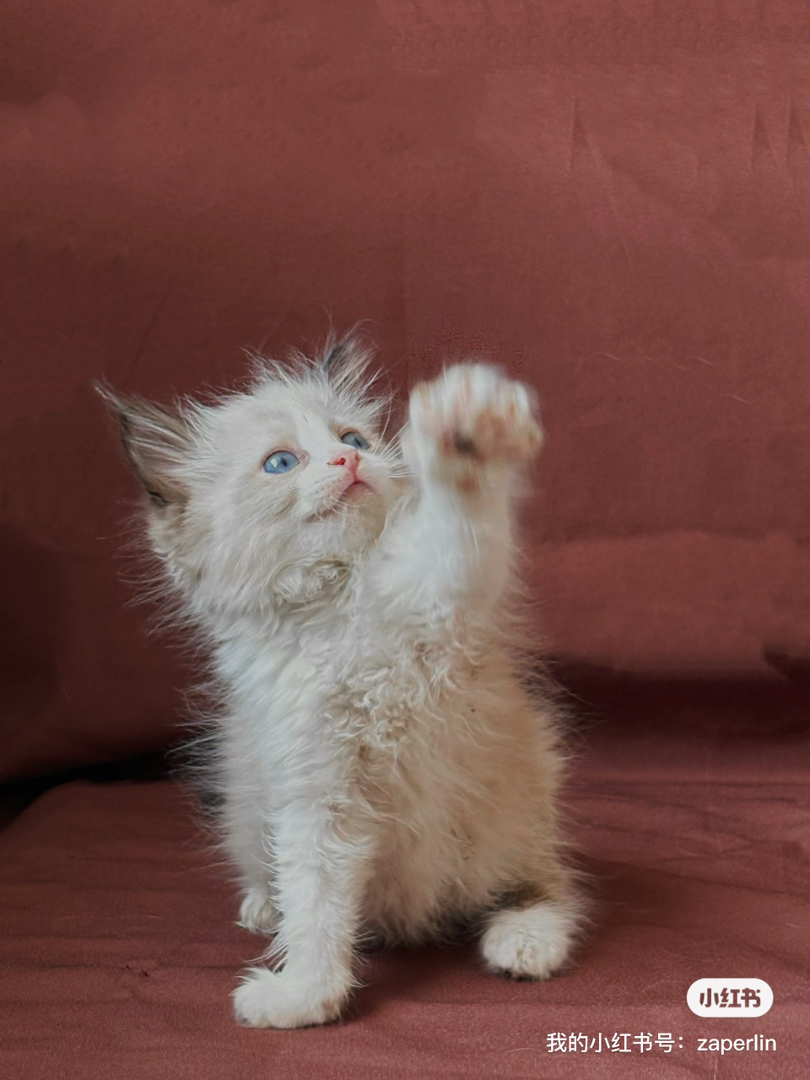 布偶猫幼崽，蓝眼长毛颜值高，性格温顺乖巧惹人爱