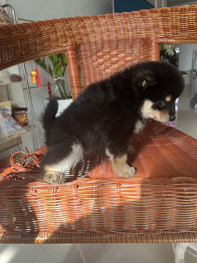 柴犬