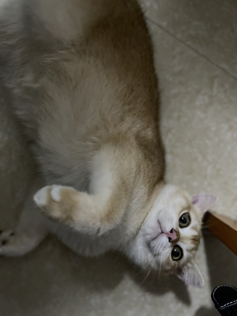 金渐层公猫已绝育三针已打