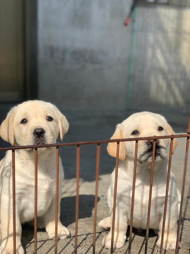 拉布拉多幼犬,白色萌犬,性格温顺,居家好伴侣