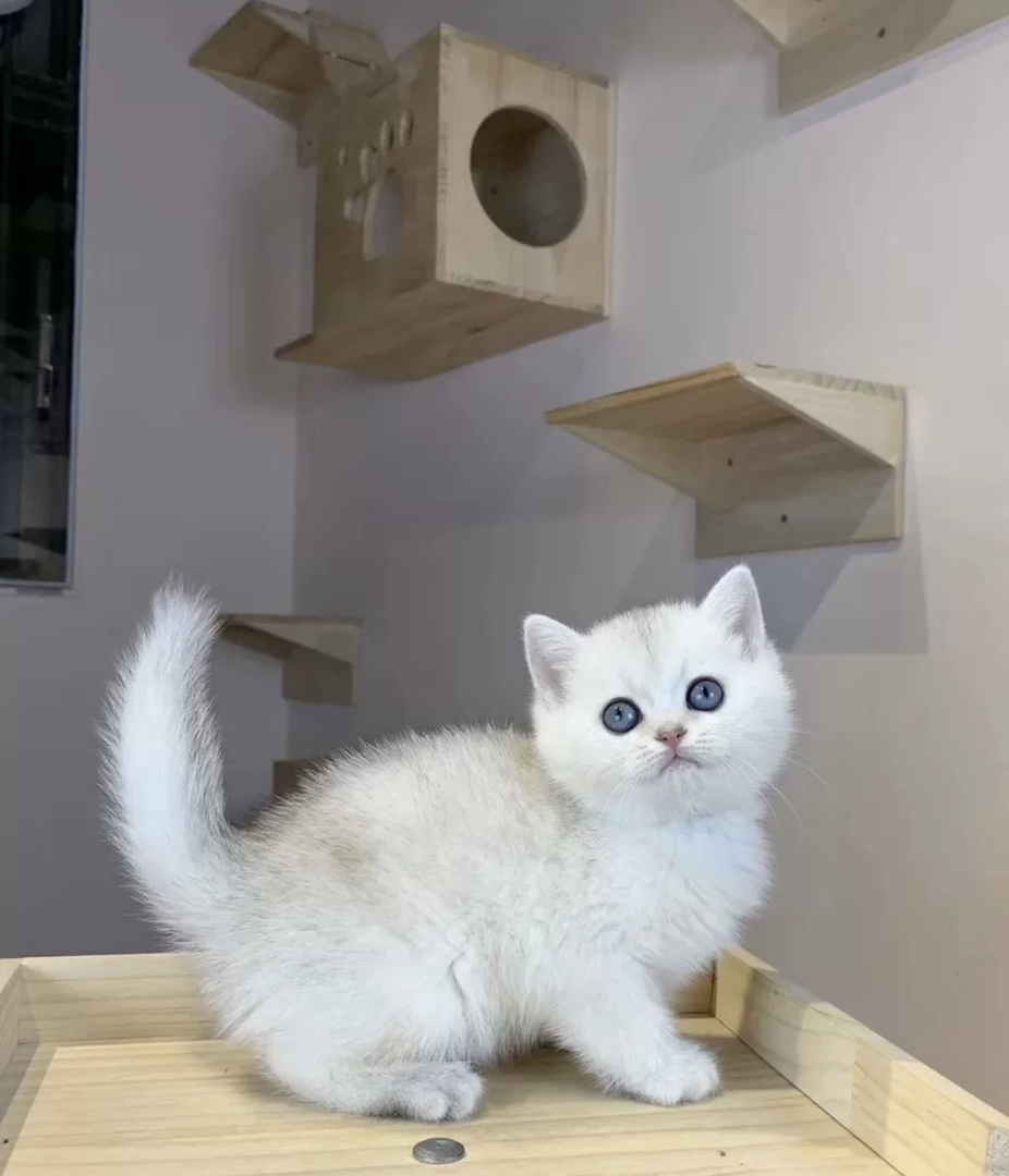 银渐层包售后有猫瘟腹水健康问题可以退款