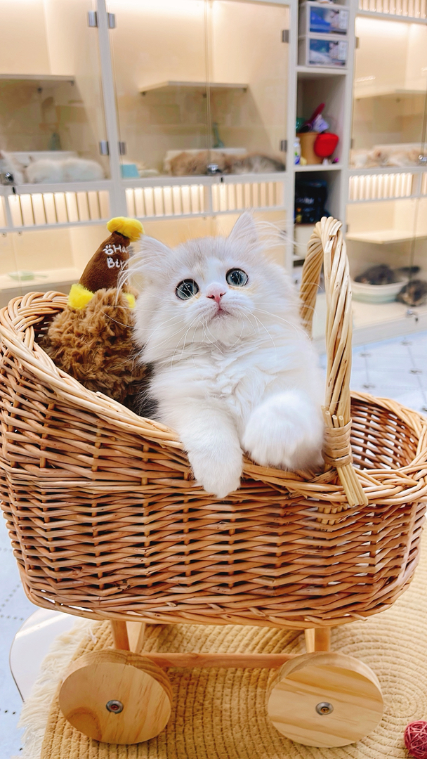 银白高地