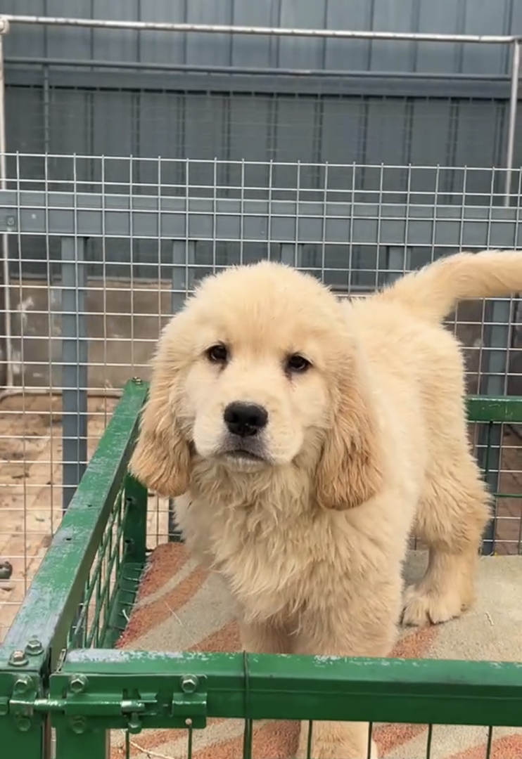 金毛