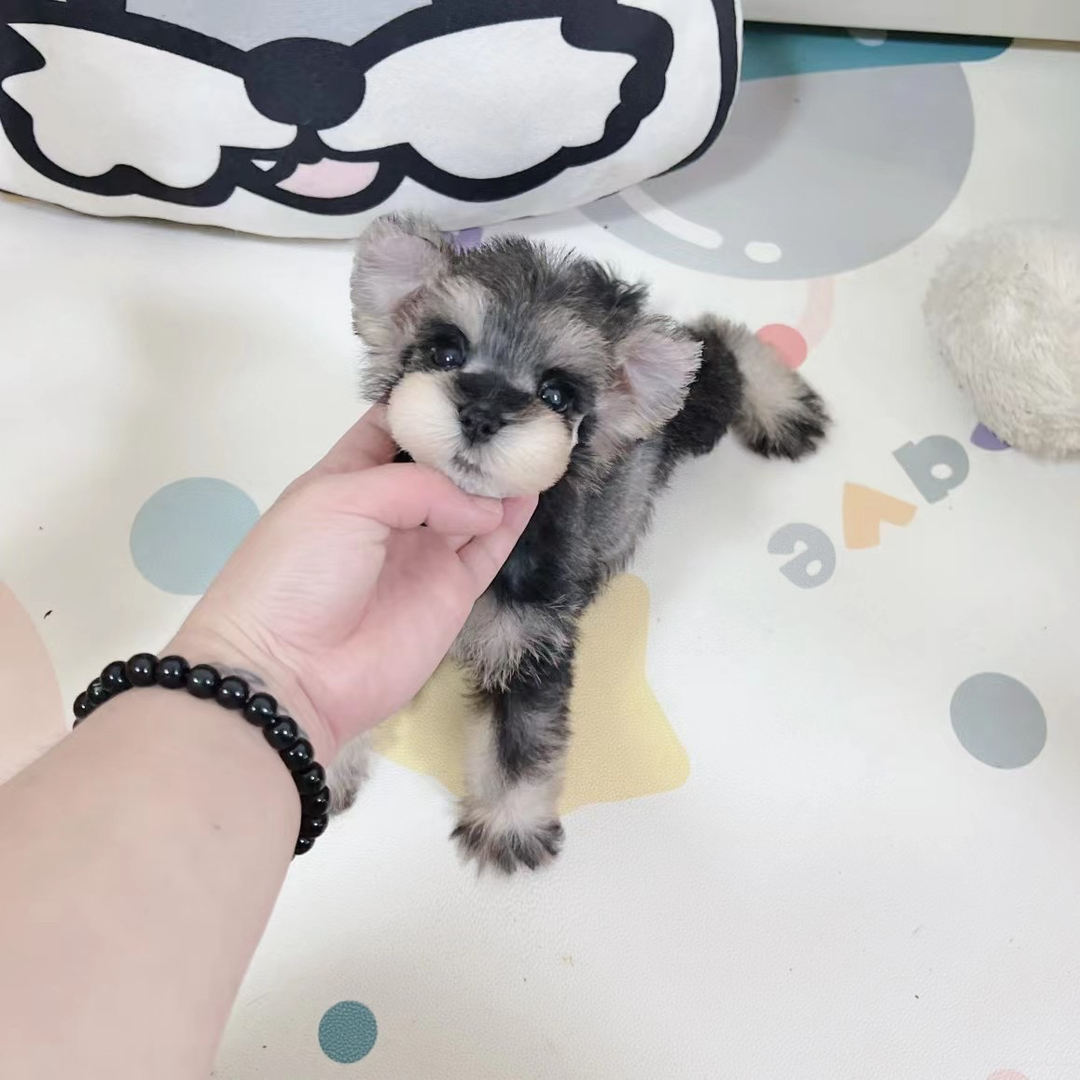雪纳瑞宝宝❤️双血统带证书芯片