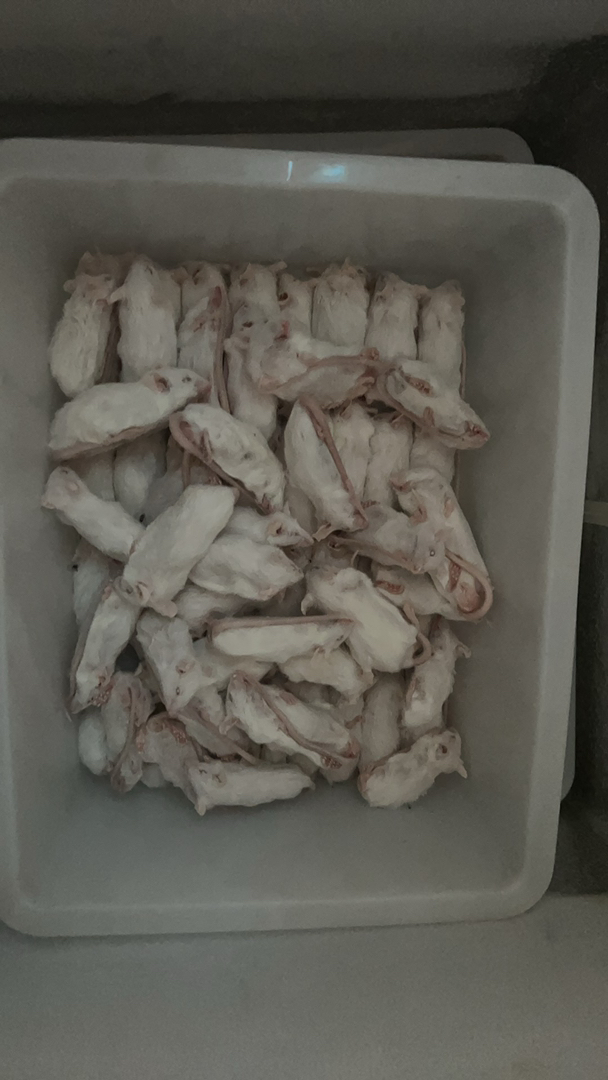 小白鼠