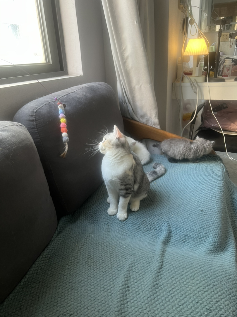 米努特猫 幼崽蹲新家 大爆毛甜美可爱