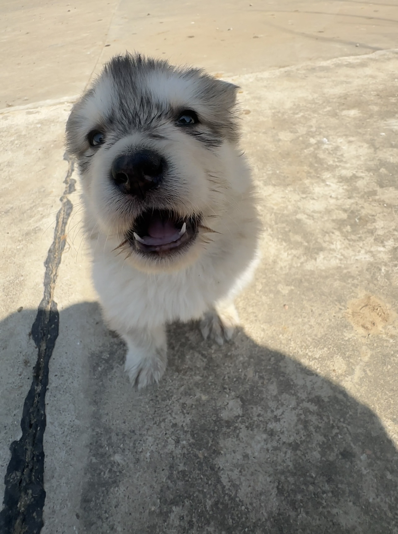 阿拉斯加 两个多月 公 疫苗齐全带疫苗本