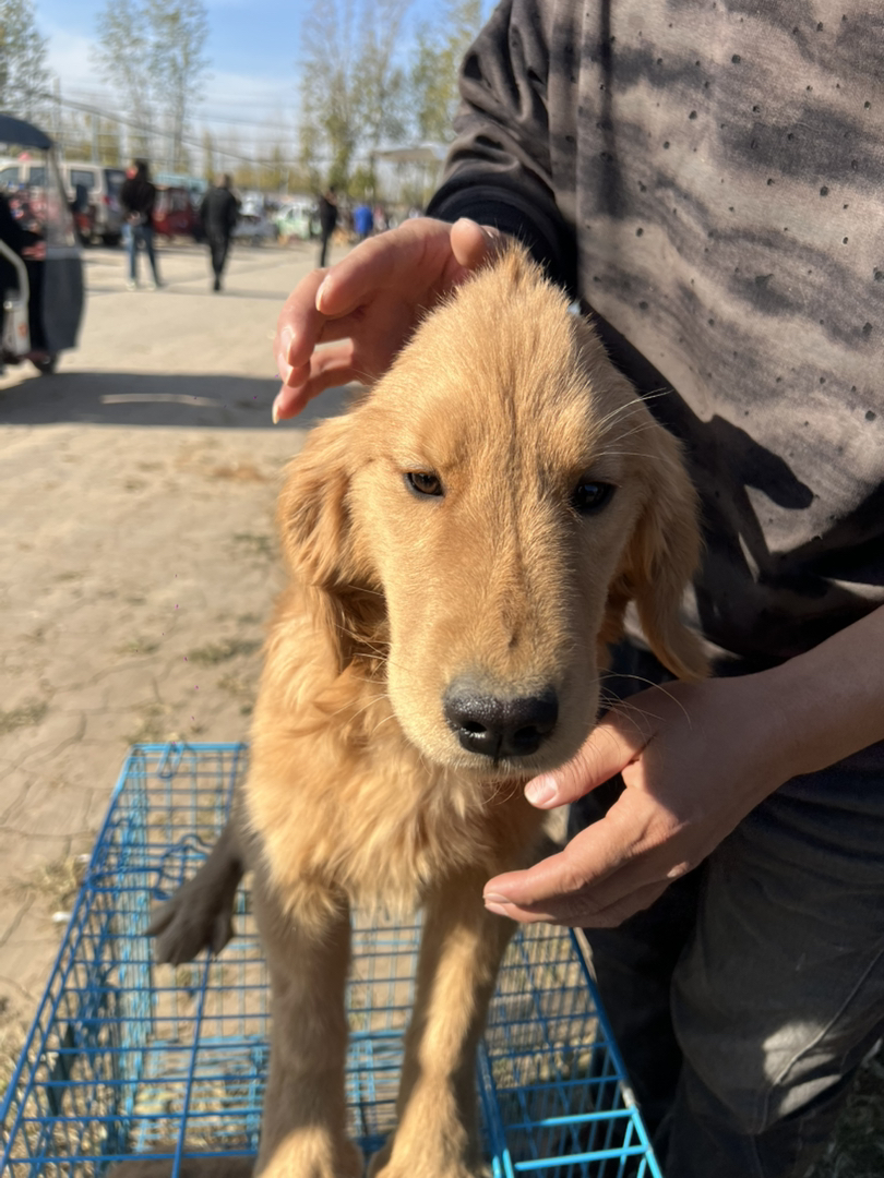 金毛寻回猎犬，温顺可爱，听话。