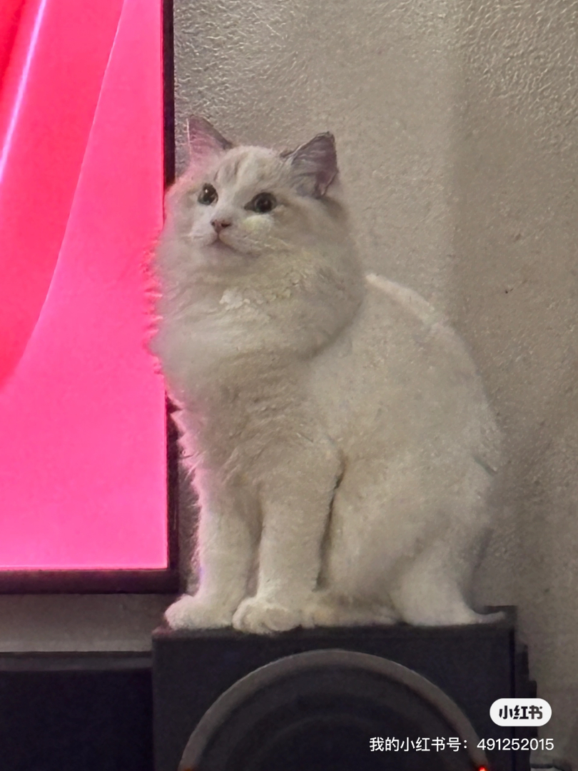 布偶山猫姐姐