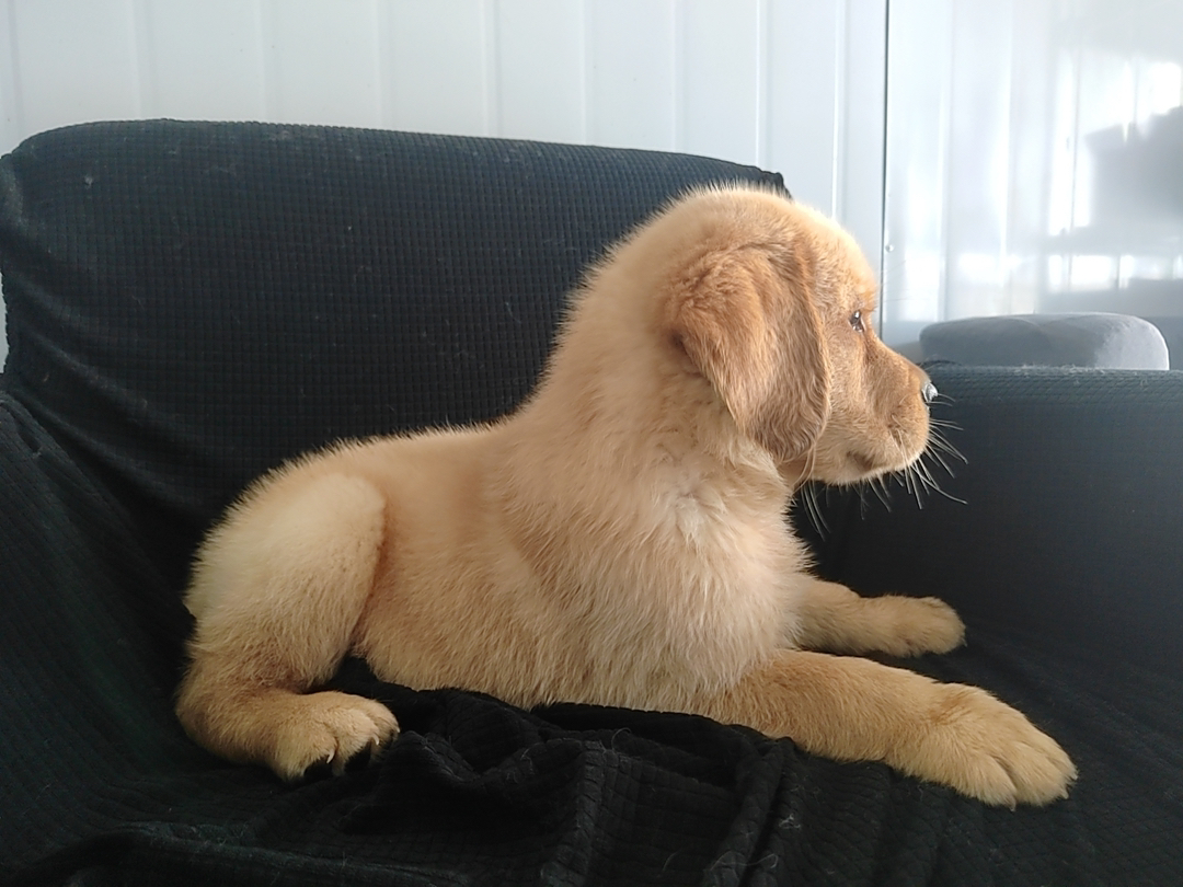 金毛幼犬,可爱活泼,性格温顺,适合家庭养殖