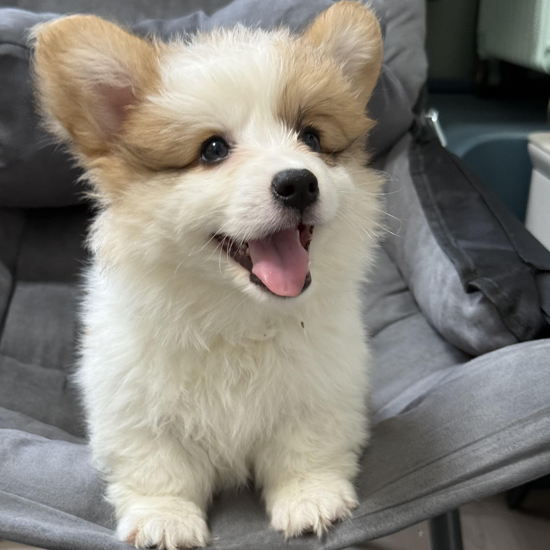 可爱柯基幼犬，短腿长毛颜值高，性格温顺乖巧惹人爱