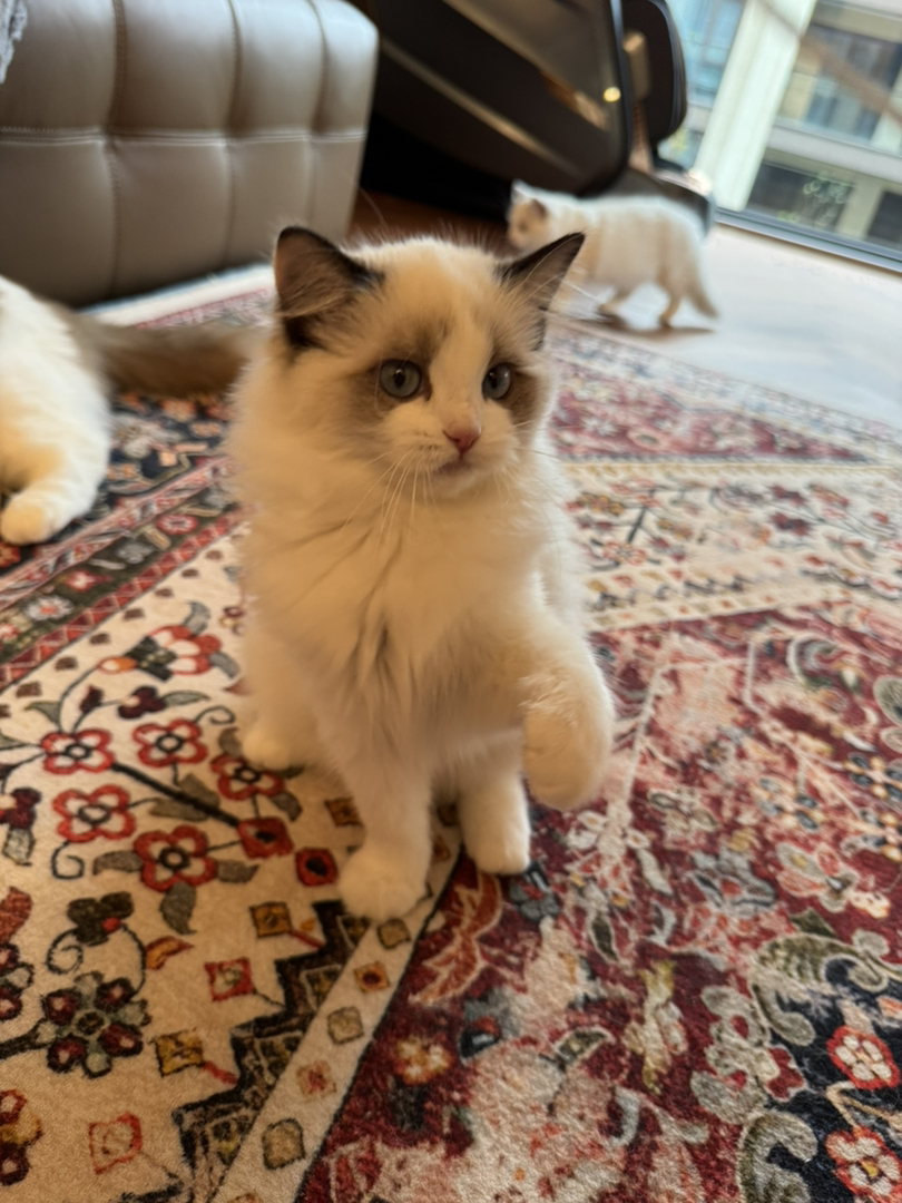 纯种赛级布偶猫，性格好，脾气好，省心好养活