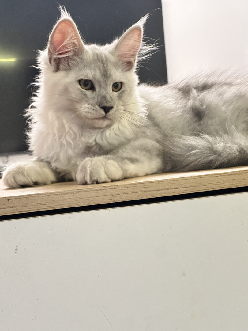 缅因猫高烟阴影烟弟弟,两针疫苗