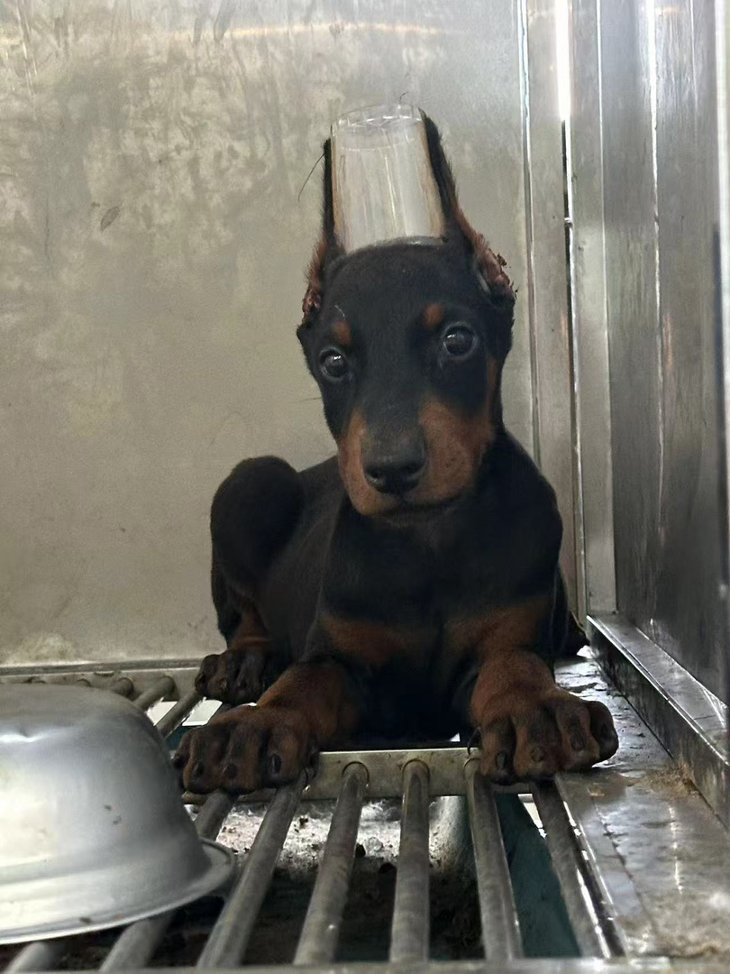 家养杜宾幼犬出售