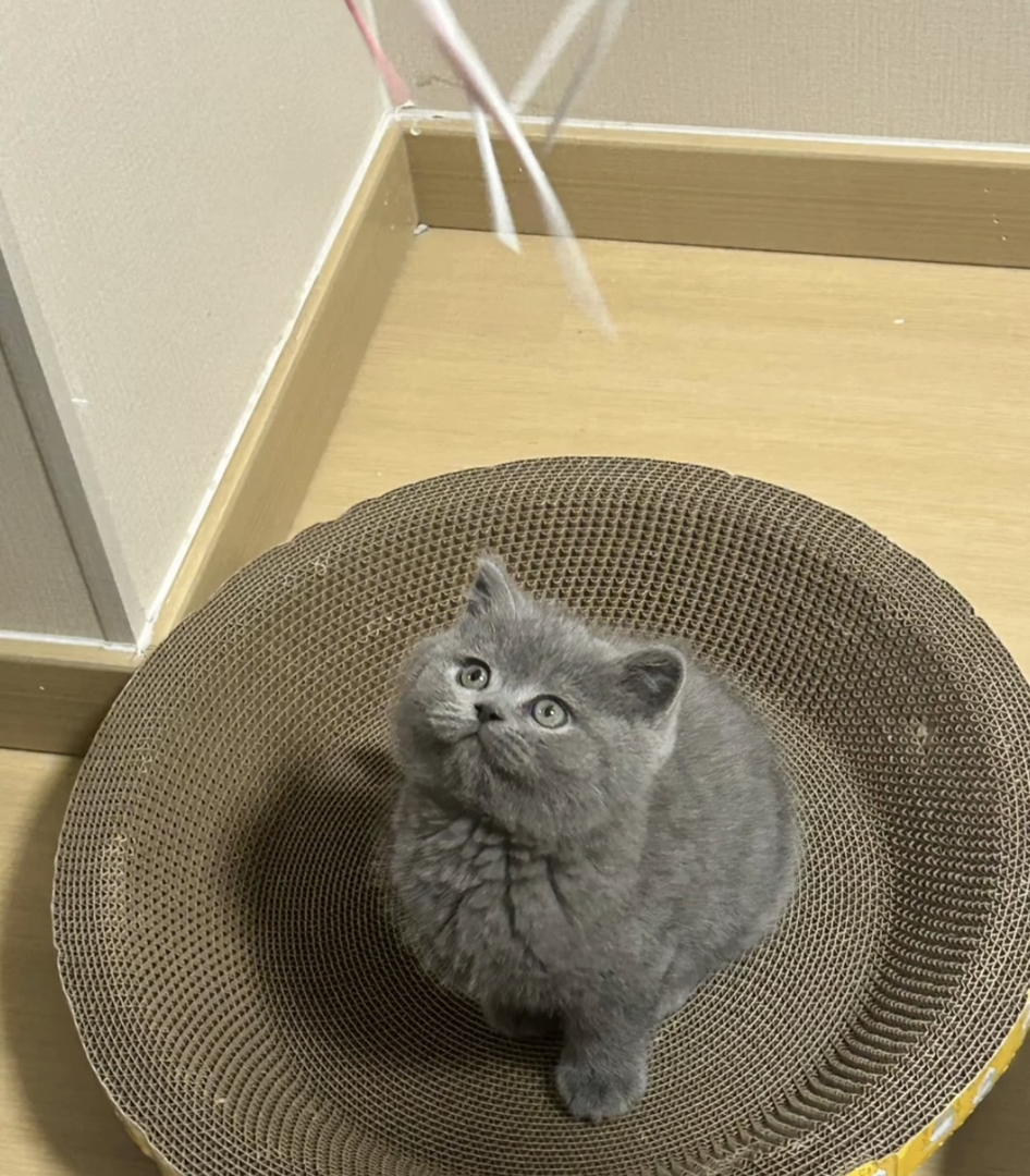 蓝猫已打疫苗驱虫保障终身售后。金渐层布偶银渐层金吉拉暹罗蓝猫银点暹罗猫