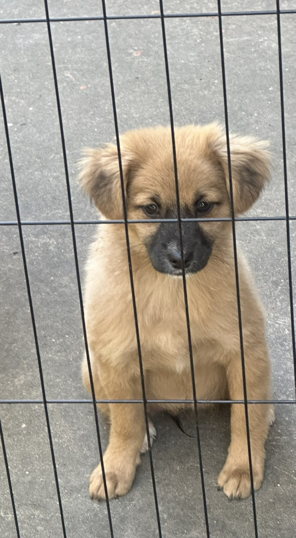 中华田园犬，毛色鲜亮，性格活泼