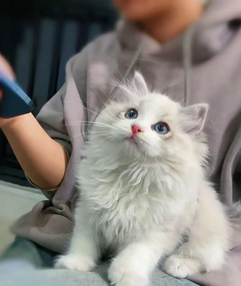 布偶猫