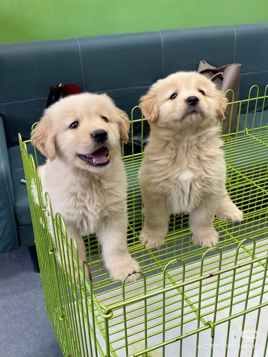 金毛幼犬吐舌卖萌，温顺可爱，最佳家庭陪伴犬