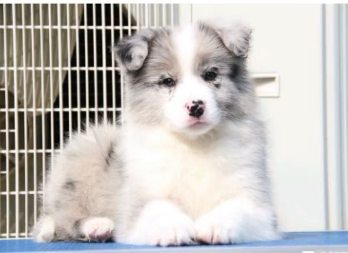 边境牧羊犬1888起步❤️疫苗齐全