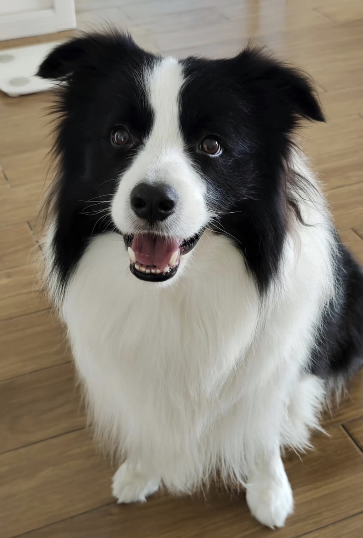 出售成犬边牧❤️七白三通