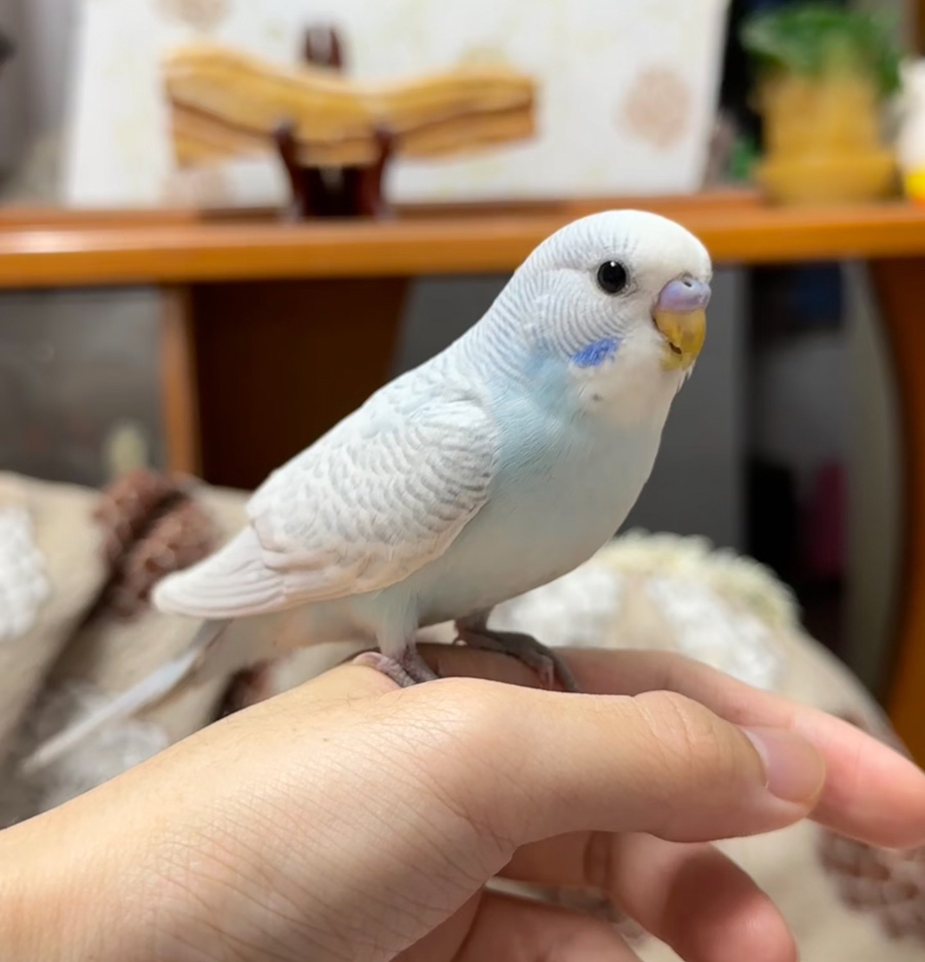 虎皮鹦鹉颜色可选包邮包活包风险好养适合新手