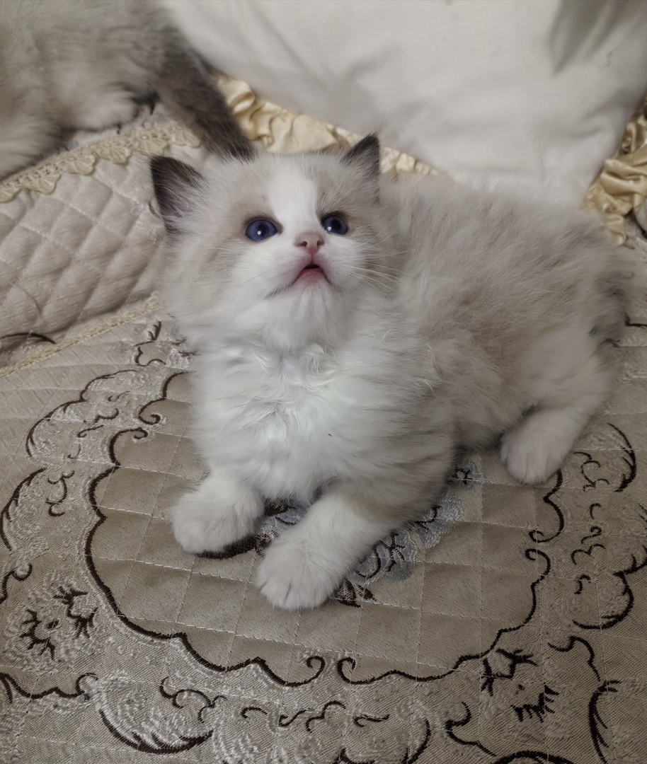 可爱布偶猫，颜值超高，陪伴你的不二之选，血统极佳的小胖宝宝！非常活泼！