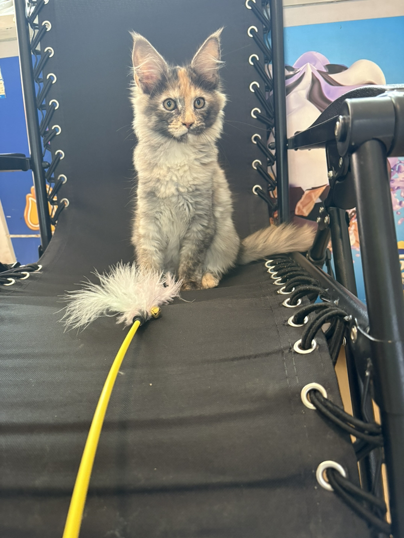 三花玳瑁缅因妹妹，自己家养的包健康售后