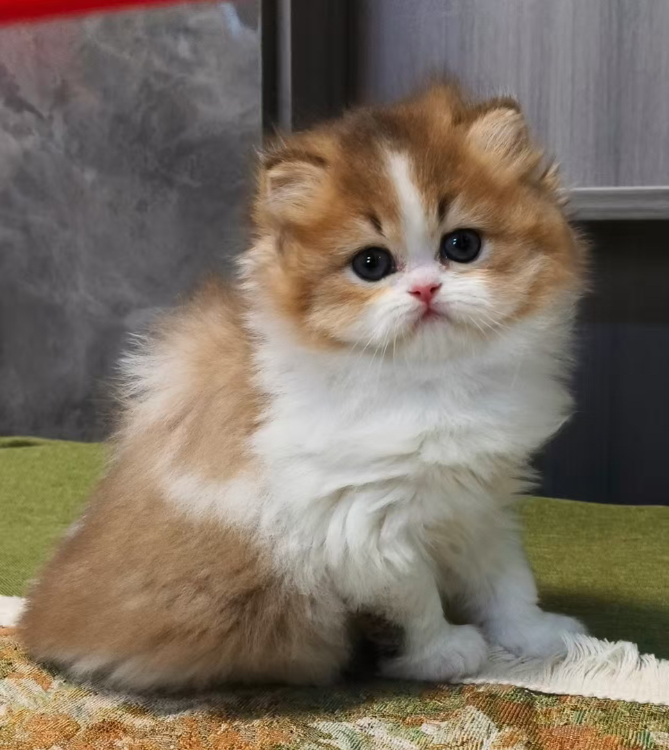 巧克力金加白高地妹妹
大眼睛元宝耳扁鼻子