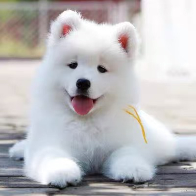 萨摩耶幼犬,雪白毛茸,笑容治愈,萌宠首选