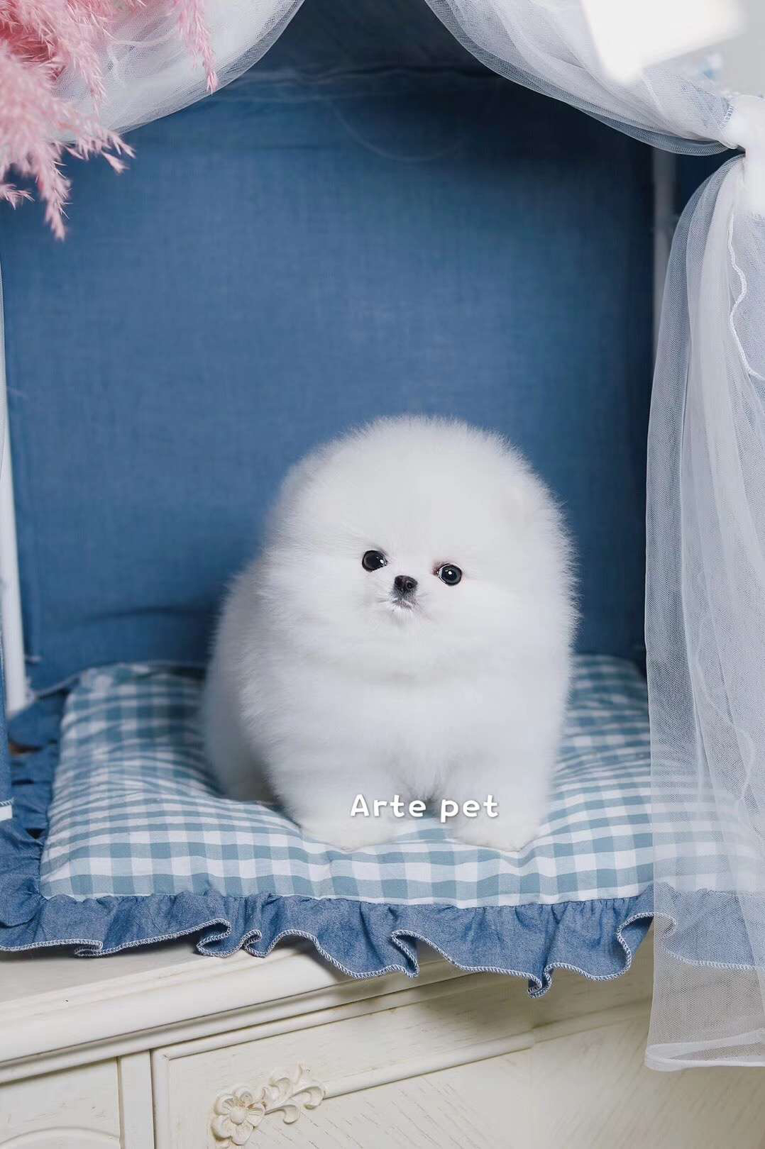 博美幼犬,雪白蓬松似雪球,眼神灵动,乖巧粘人,家庭萌宠佳选