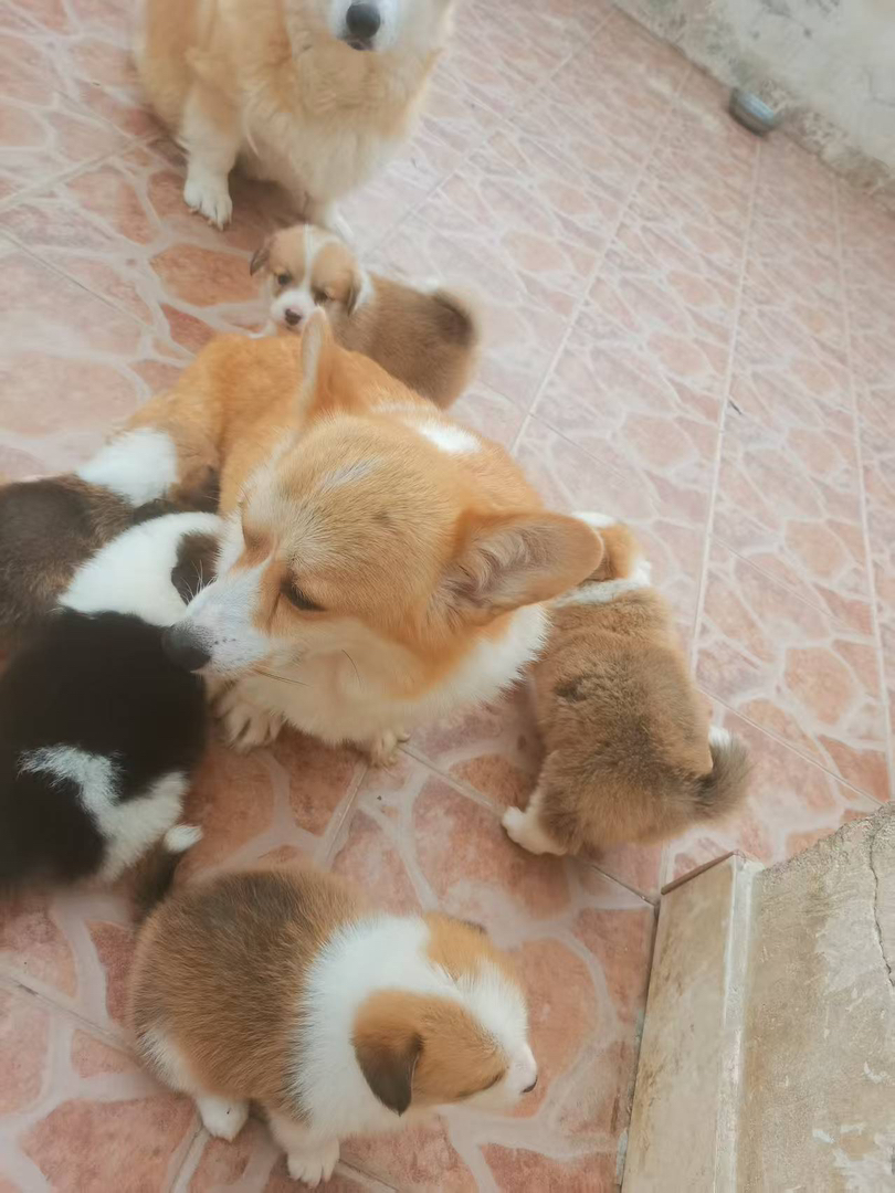 可爱柯基犬，都是成年母狗，能生会带，忠诚陪伴好伙伴