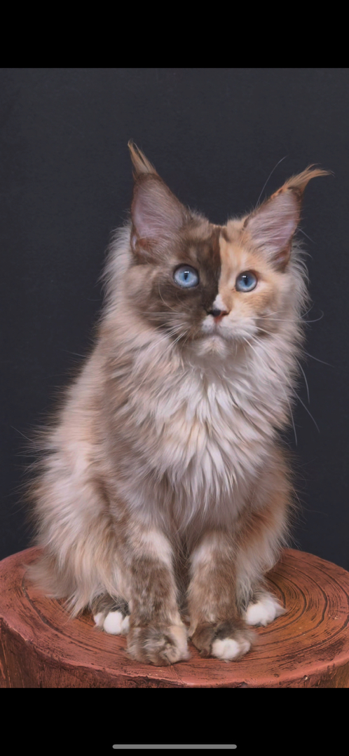 缅因猫，蓝眼长毛颜值高，体型大性格温顺，养猫佳选