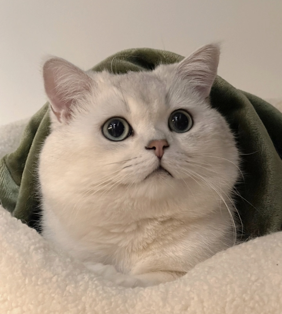 英短银渐层,大眼萌猫,毛软圆润,颜值与可爱并存