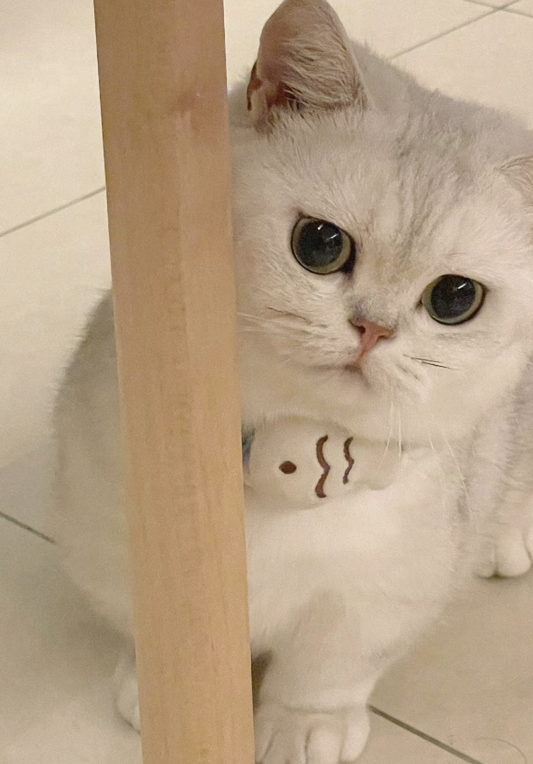 银点猫咪❤️银渐层猫咪❤️英国短毛猫猫咪