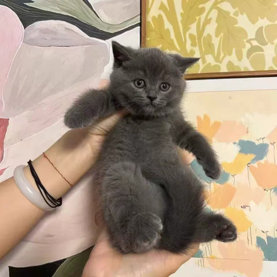 蓝猫已打疫苗驱虫保障终身售后。金渐层布偶银渐层金吉拉暹罗蓝猫银点暹罗猫