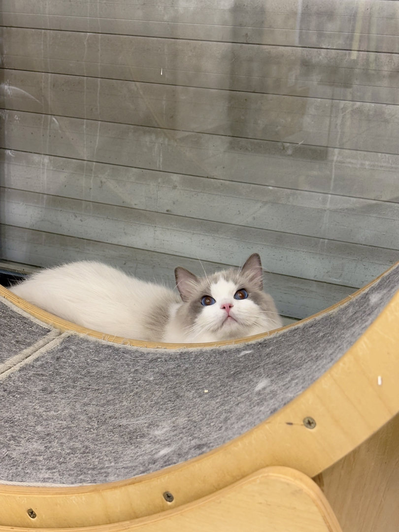 捡漏半大蓝双弟弟🐱