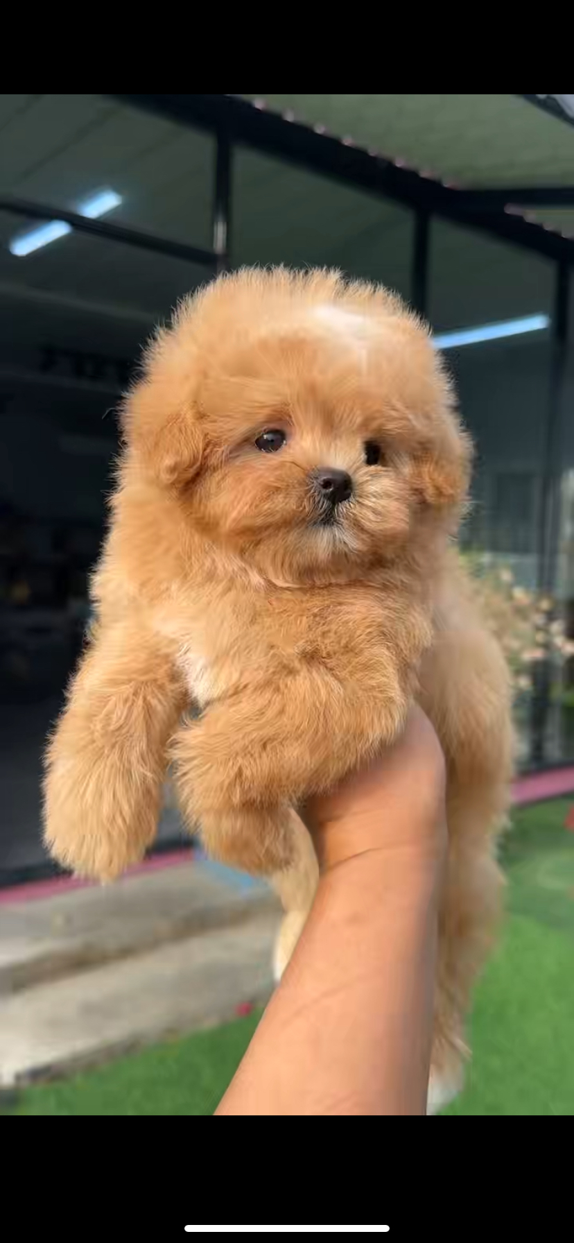 马尔泰宝宝已疫苗驱虫健康保障终身售后