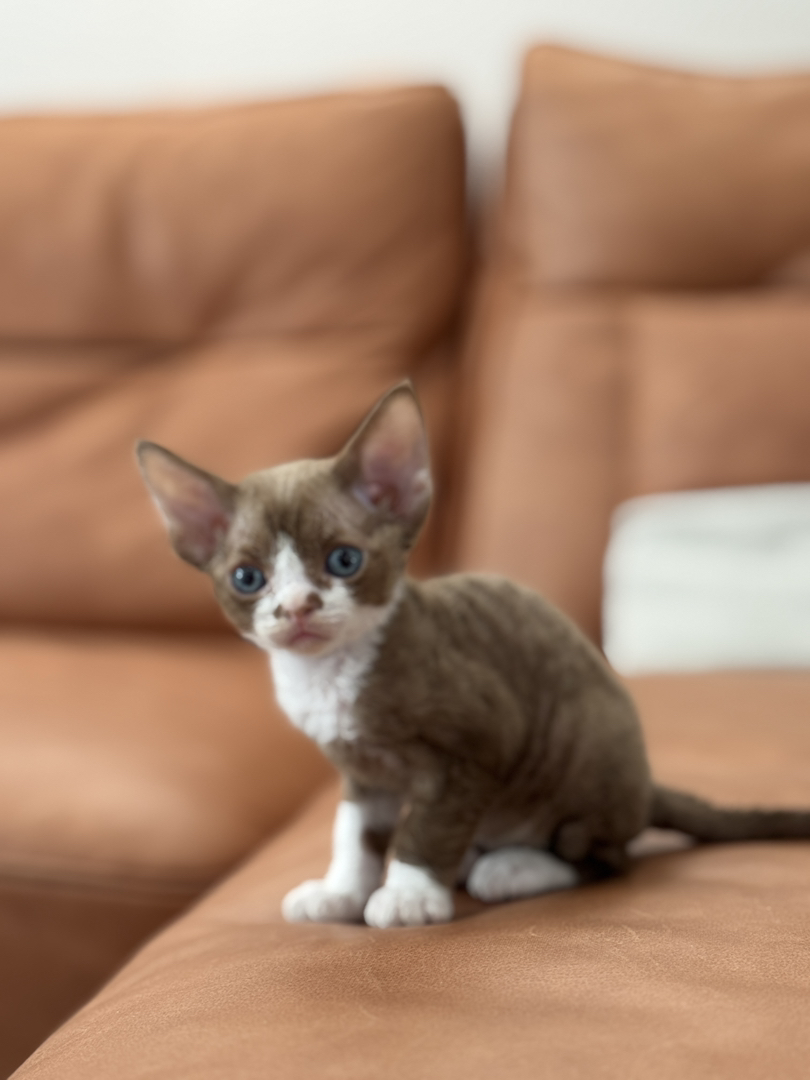 德文卷毛猫，咖白，脸上有个性小色块，性格黏人，聪明易训练，家庭散养溜达猫
