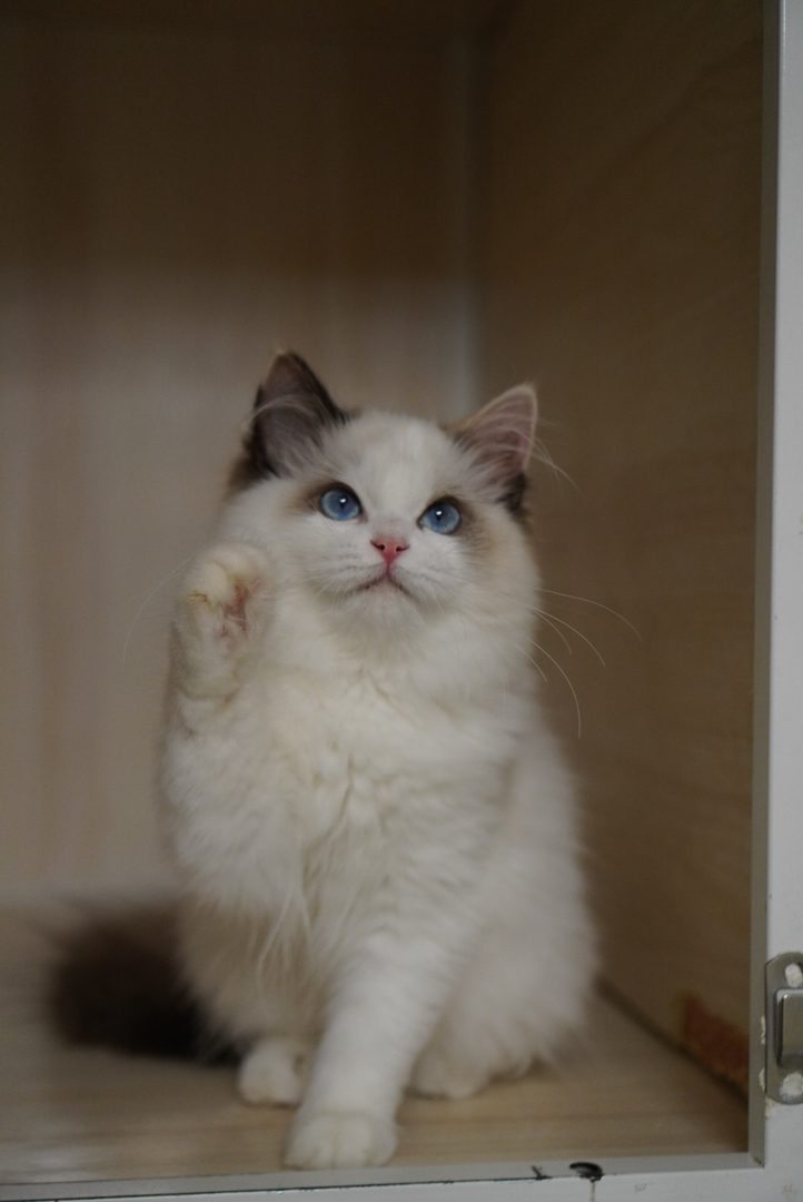 玳瑁布偶猫幼崽