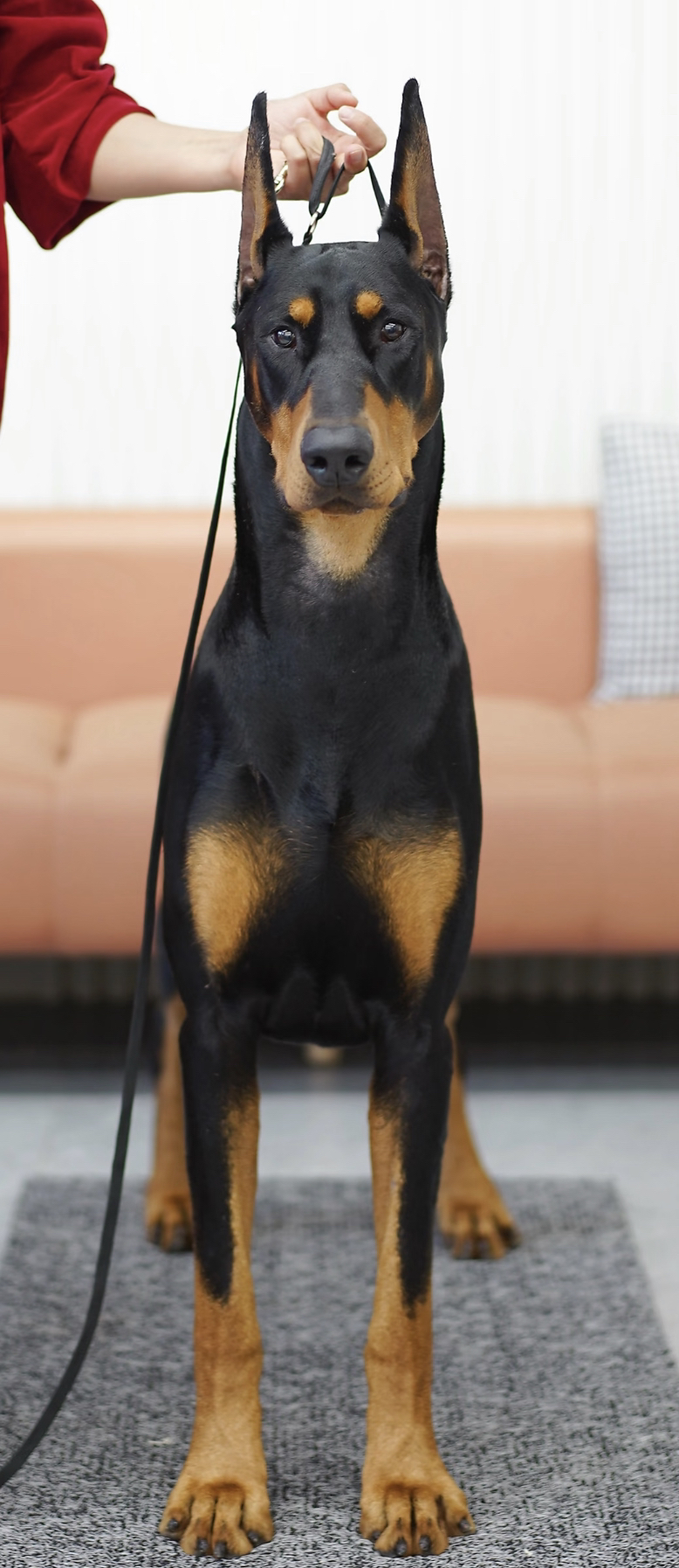 杜宾犬,帅气外表,忠诚可靠,优秀护卫犬的不二之选
