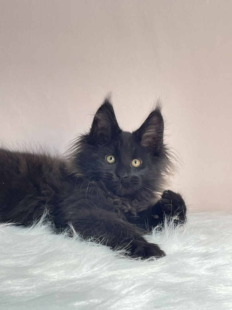 黑颜色缅因猫弟弟。