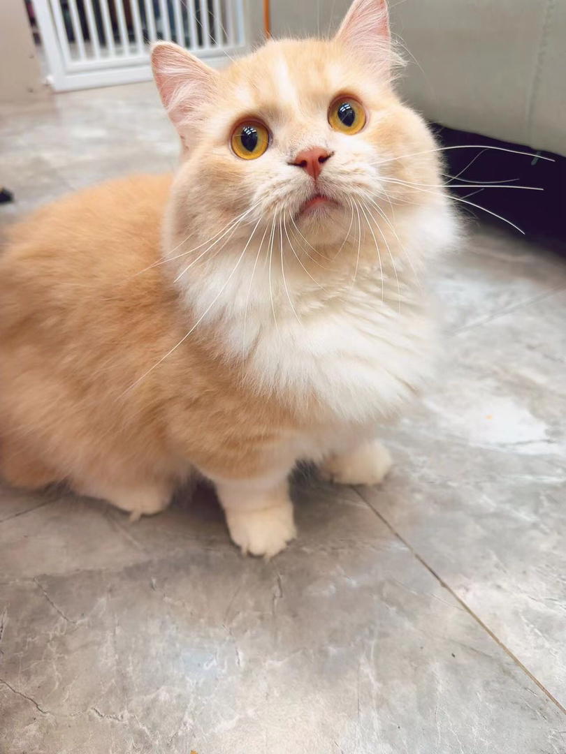 乳白拿破仑