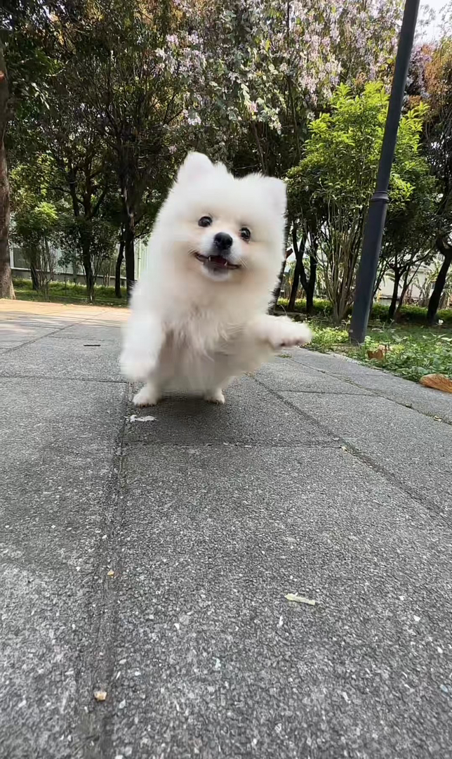 博美