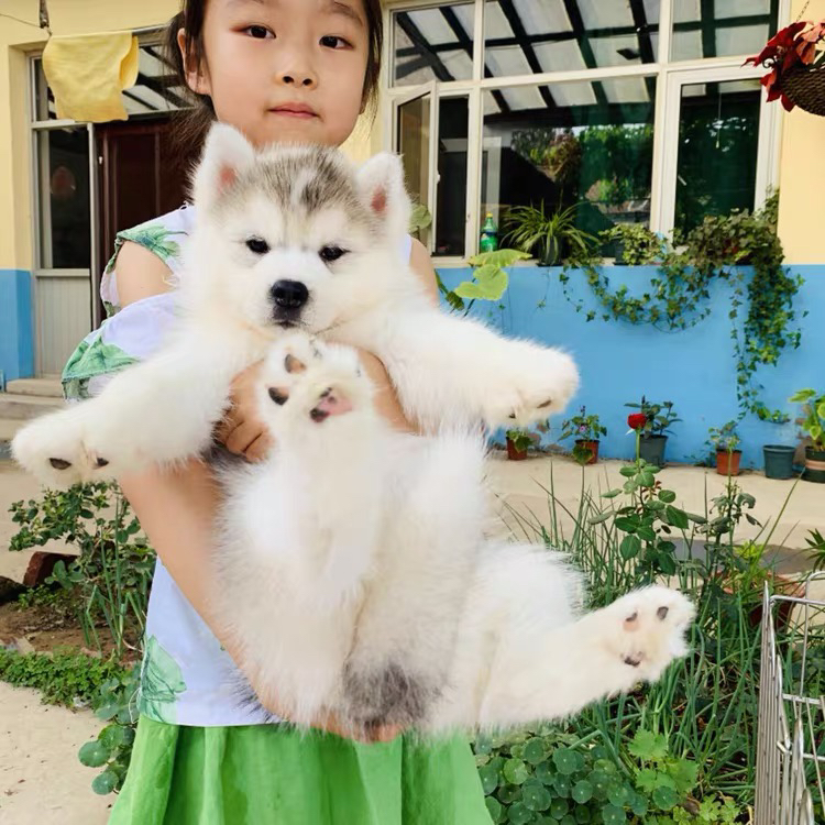 双血统赛级哈士奇❤️梦幻灰色哈士奇带证书芯片