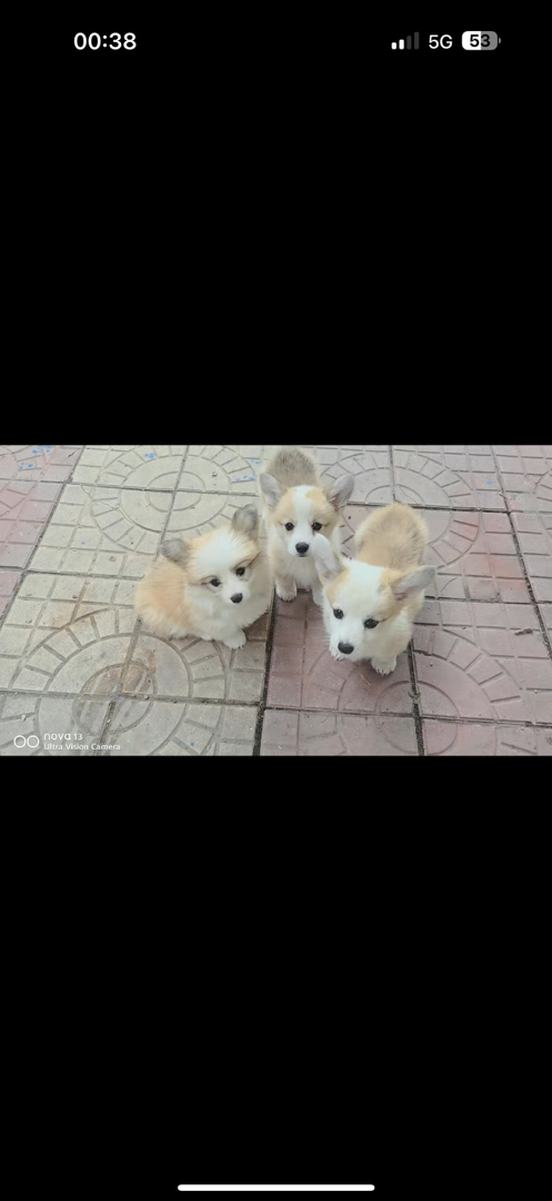 柯基小崽双血统，一共还有三只喜欢的来