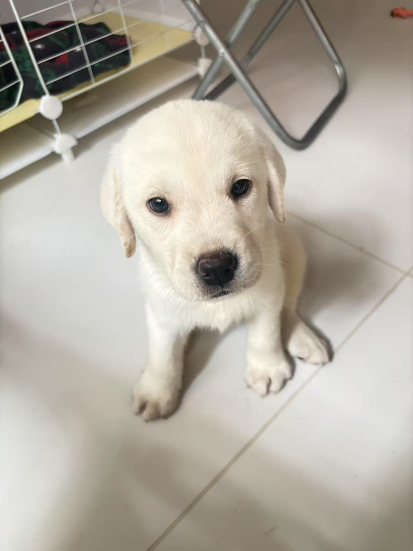 可爱拉布拉多幼犬，温顺乖巧，陪伴家人的最佳宠物