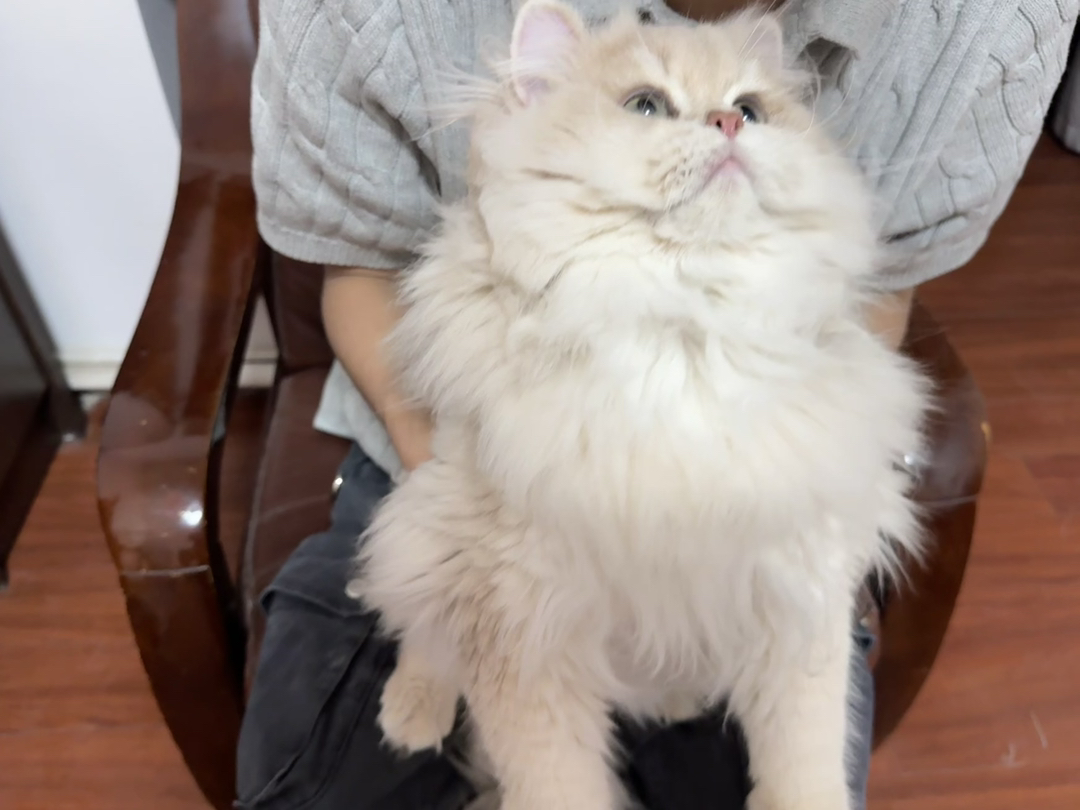 精品10月龄紫金渐层待领 疫苗齐全 无病无癣