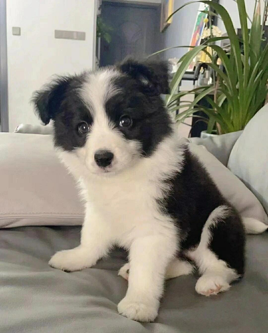 黑白相间边境牧羊犬，聪明伶俐，颜值高的绝佳宠物