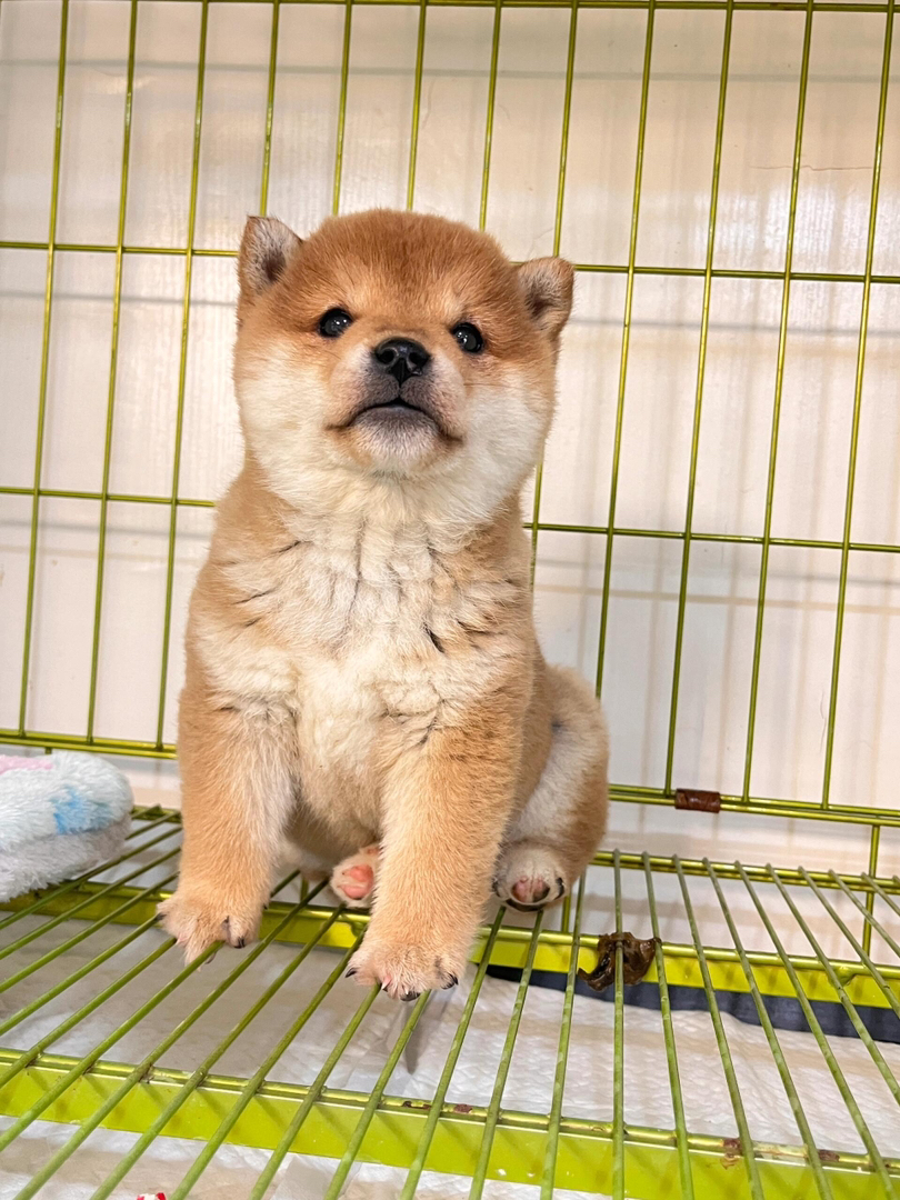 可爱柴犬幼犬，憨态可掬，颜值高，是陪伴的不二之选